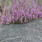 Färberpflanze Besenheide