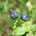 Heidelbeere als Färberpflanze
