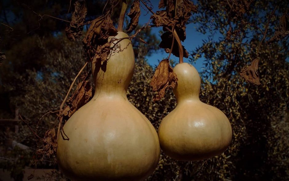 Aus Flaschenkürbissen Trinkflaschen herstellen