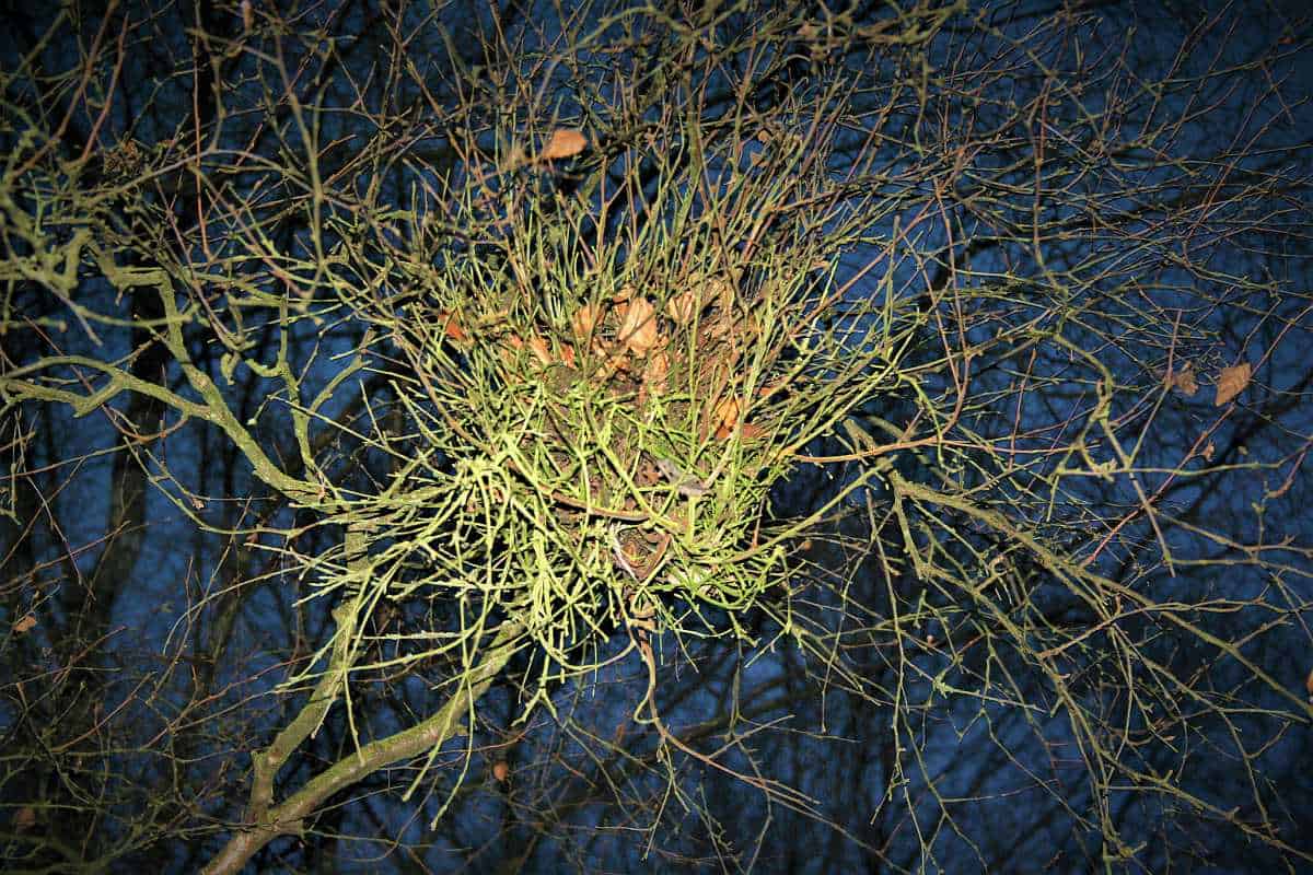 Hesenbesen auf einem Baum