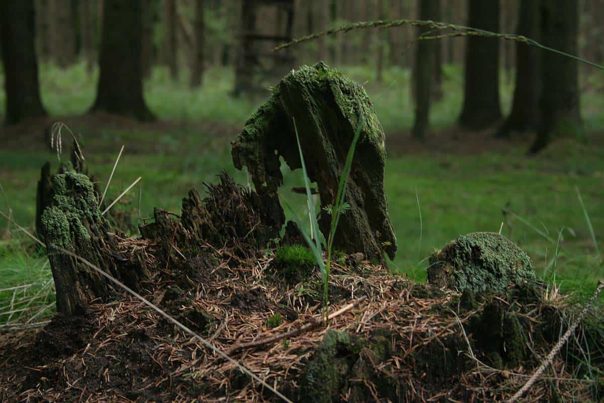 Neunerlei Holz im Zauberglauben