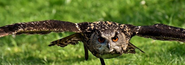 Nach altem Volksglauben hatten Eulen immer den Bösen Blick