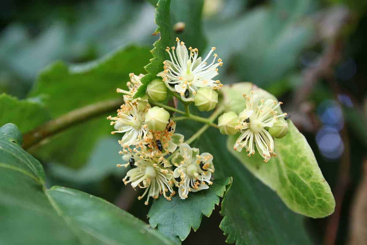 Mit Lindenblüten räuchern