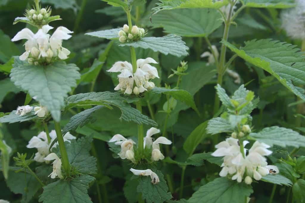 Weisse Taubnessel