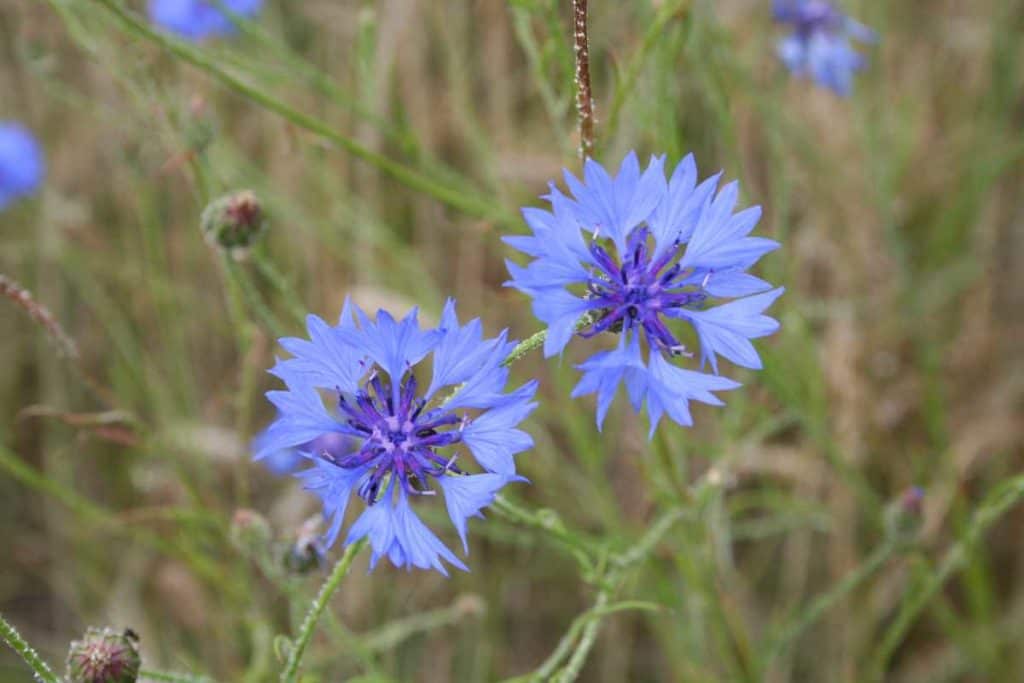 Kornblumen räuchern