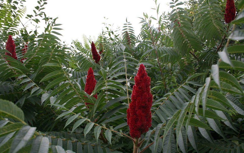 Der Essigbaum als Limonade und Gewürz