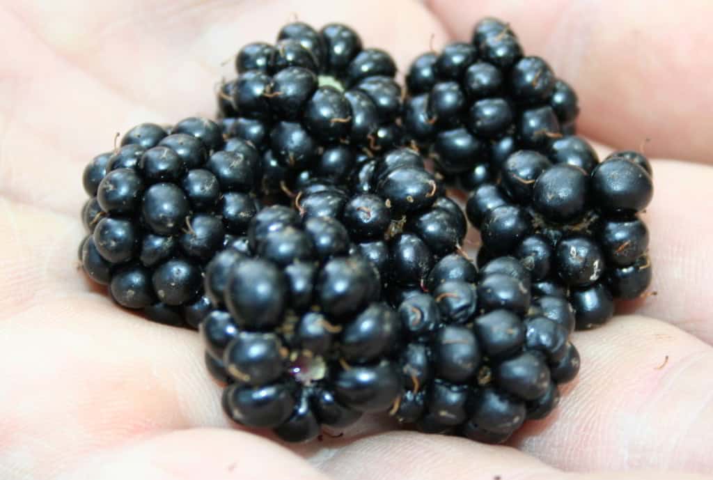 Frische Brombeeren