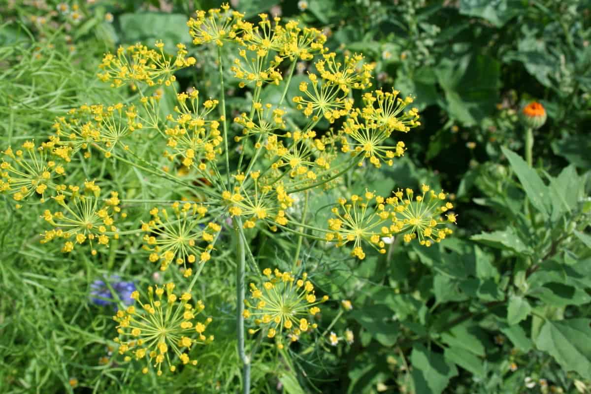 Dill Dill