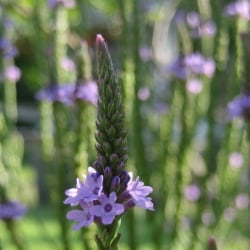 Mit Eisenkraut räuchern