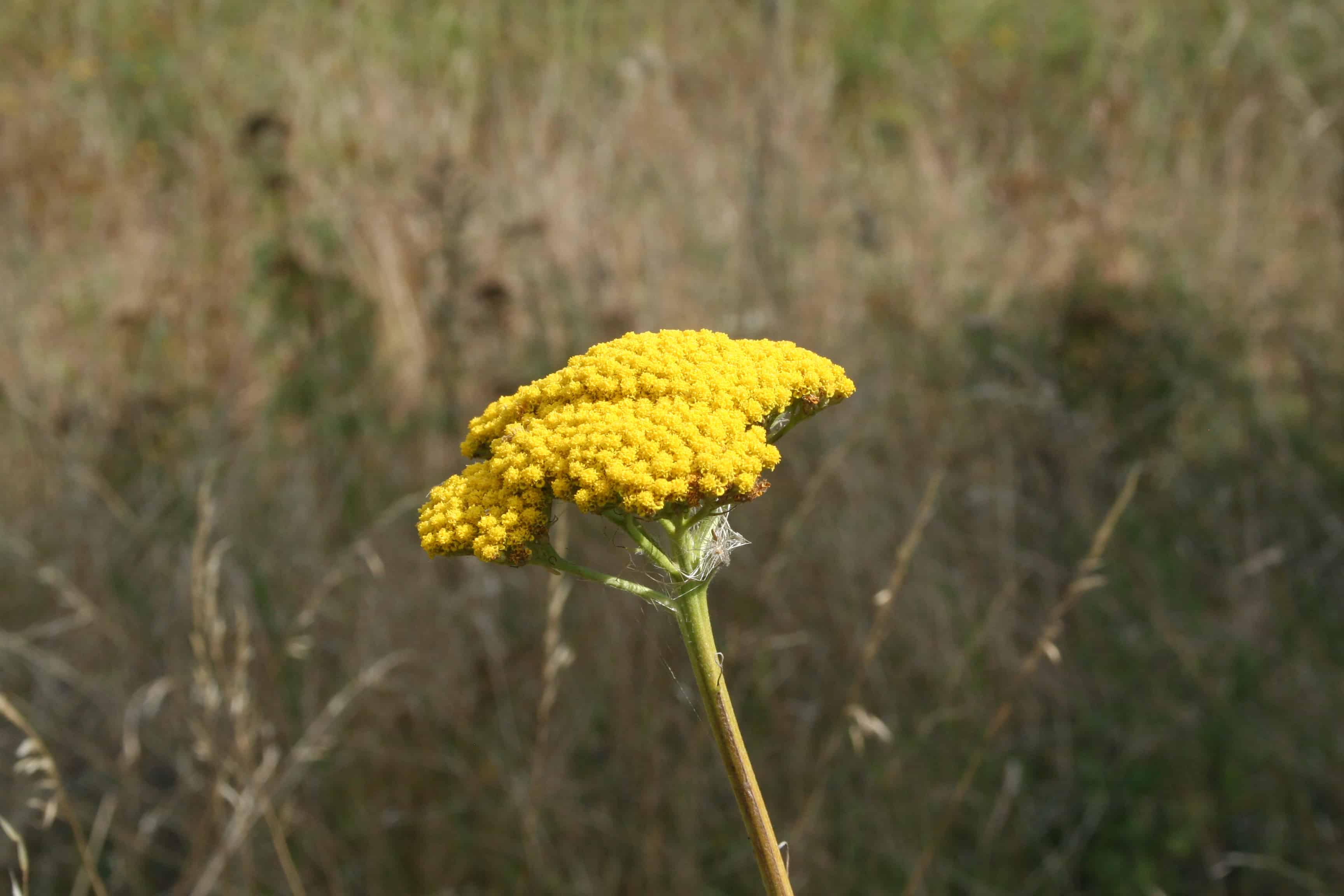 Goldschafgarbe