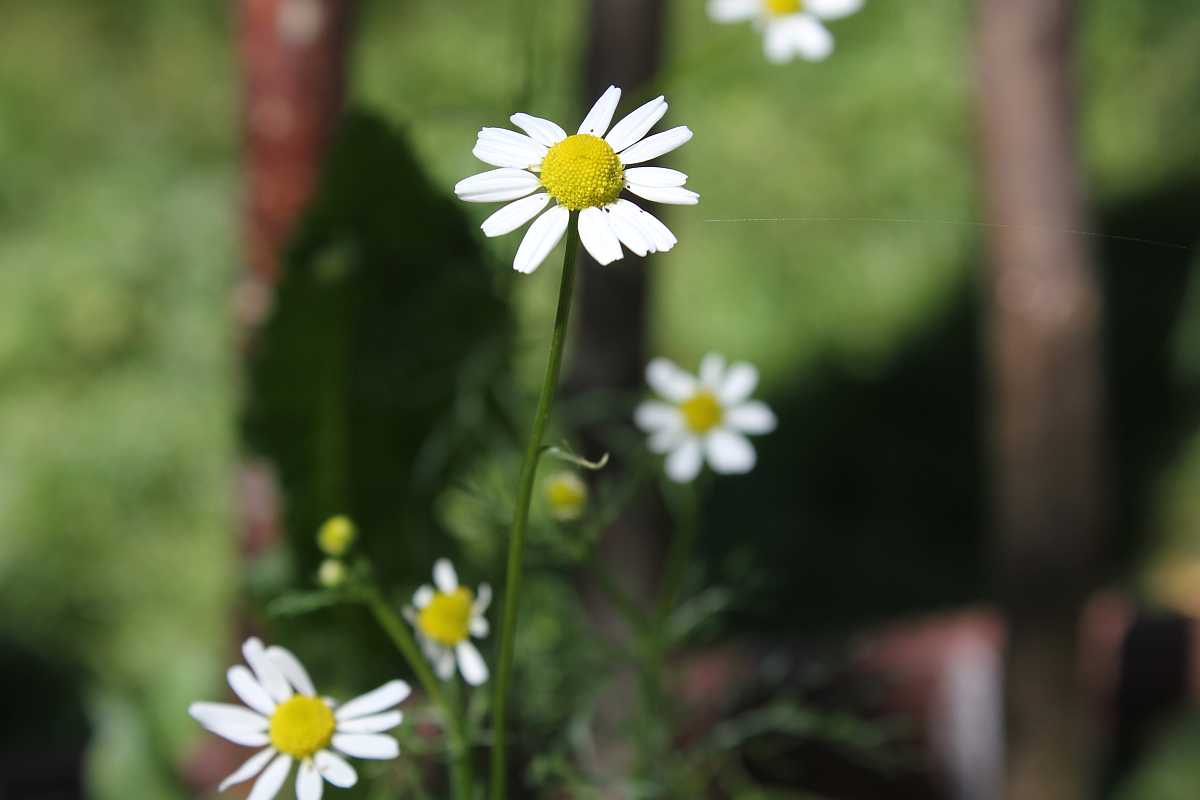 Kamillenblüten räuchern