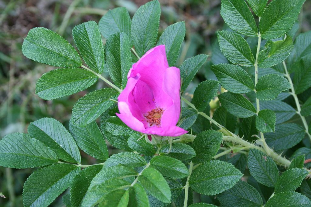 Blüte einer Kartoffelrose
