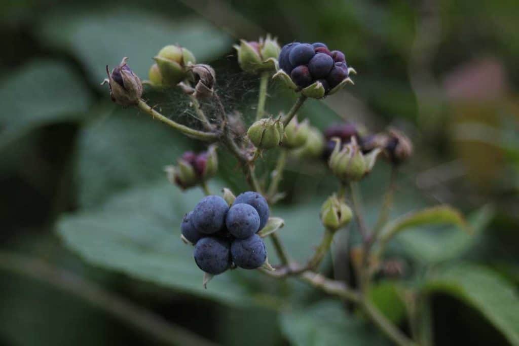 Kratzbeeren