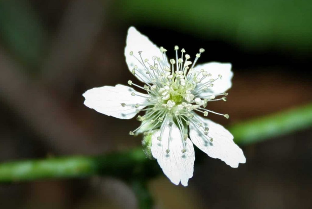 Kratzbeerenblüte