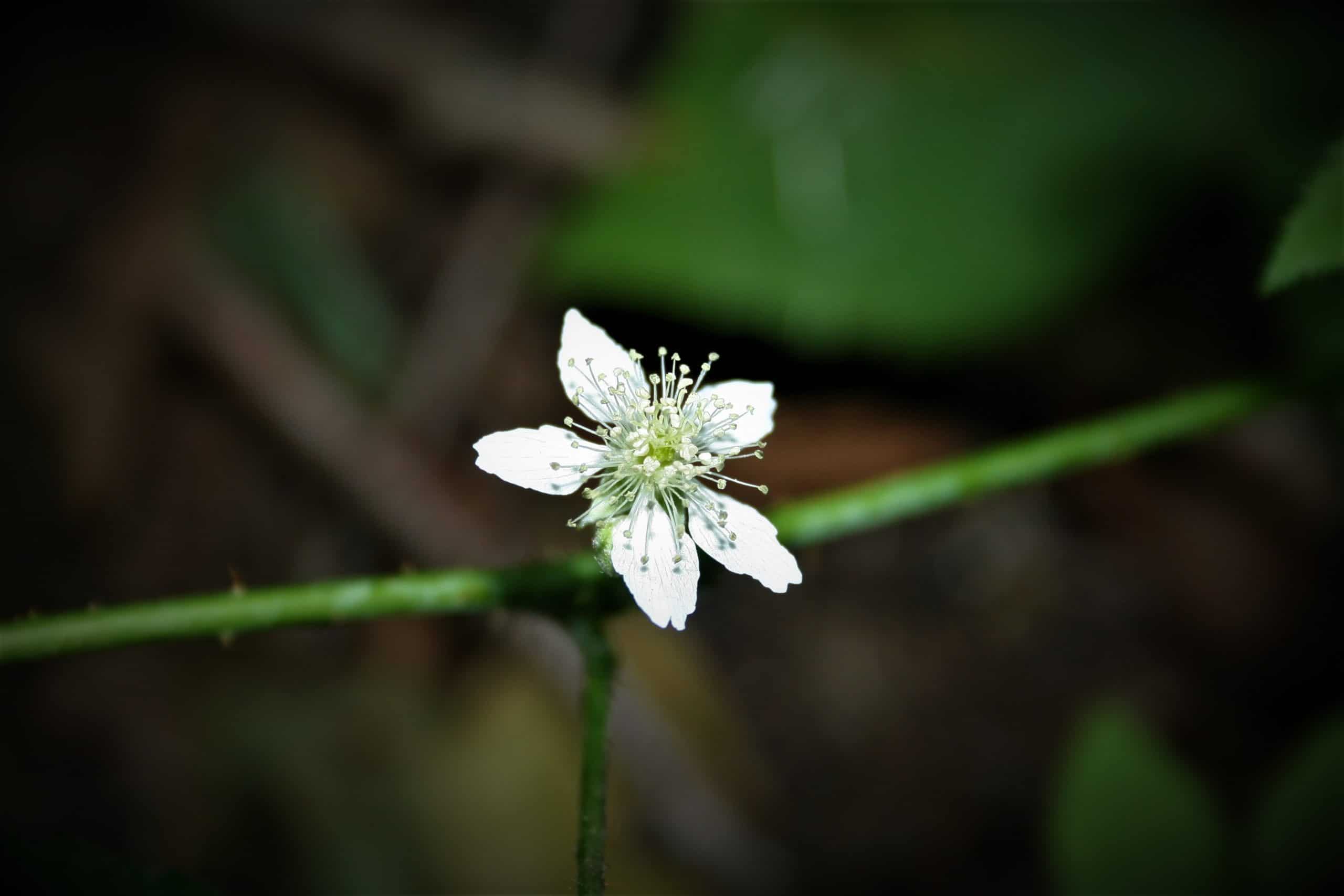 Kratzbeerenblüte