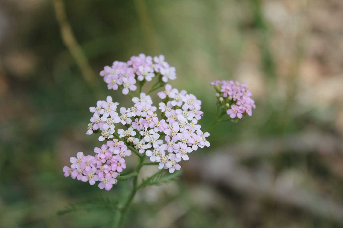Rosablühende Schafgarbe