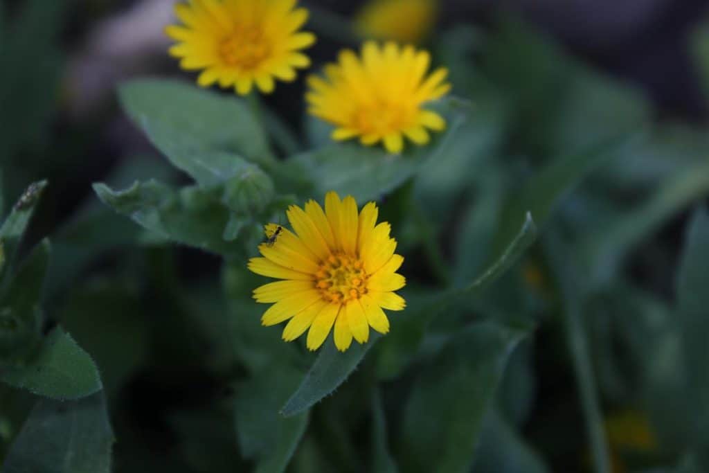 Ackerringelblume
