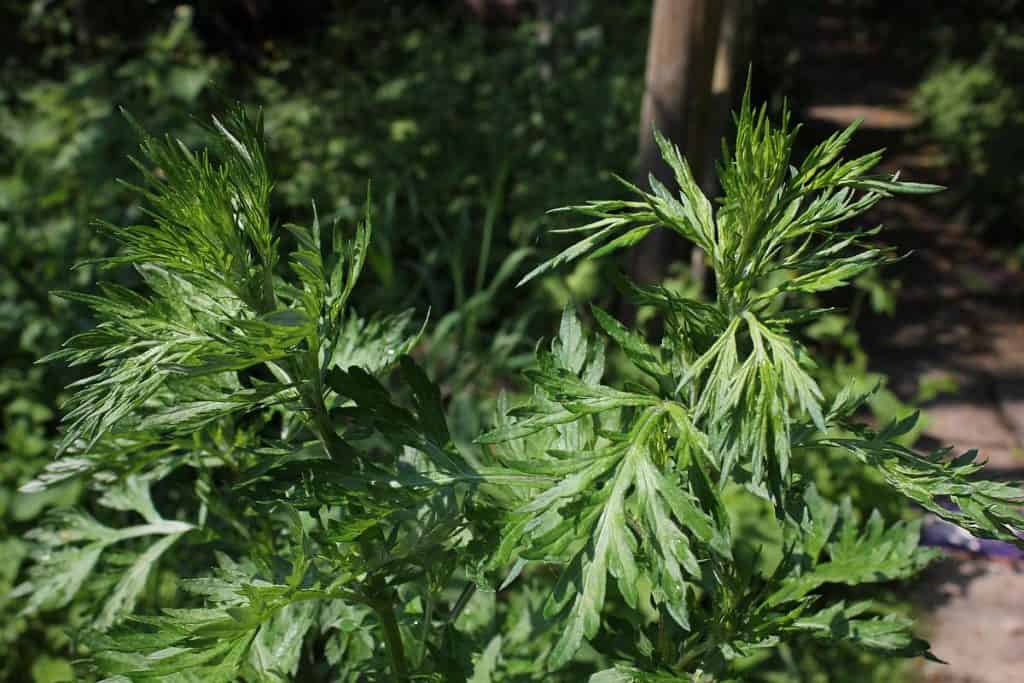 beifuss im volksglauben