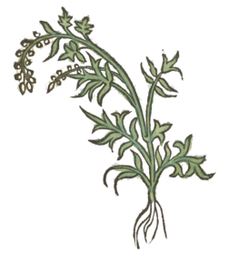 Herbarius moguntinus 1484