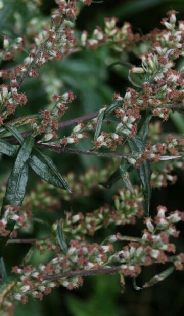 Der Beifuss in der Pflanzenmagie