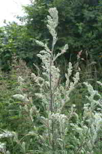 beifuss