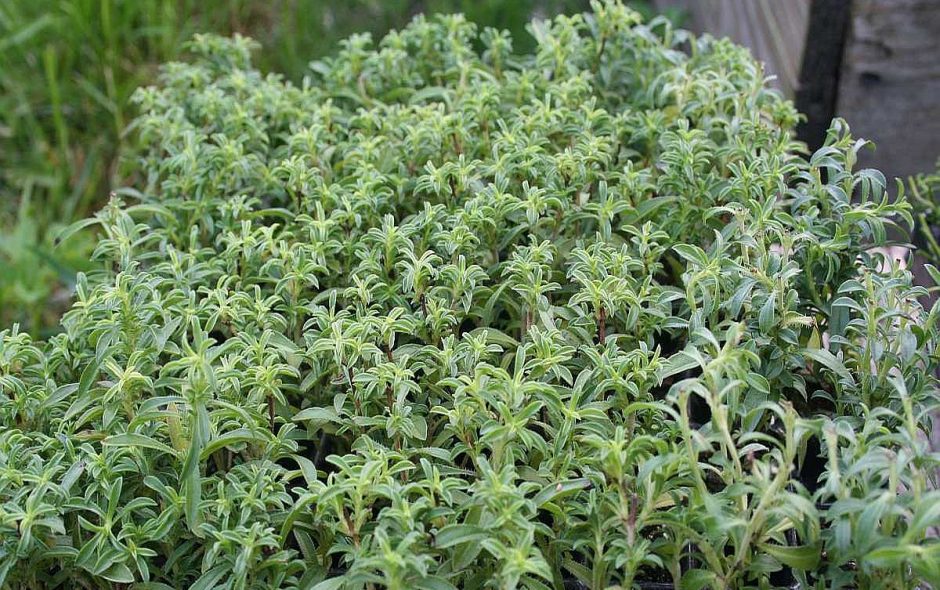 Bohnenkraut räuchern regt unsere sieben Sinne an