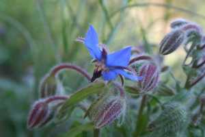 (Borretschblüte)