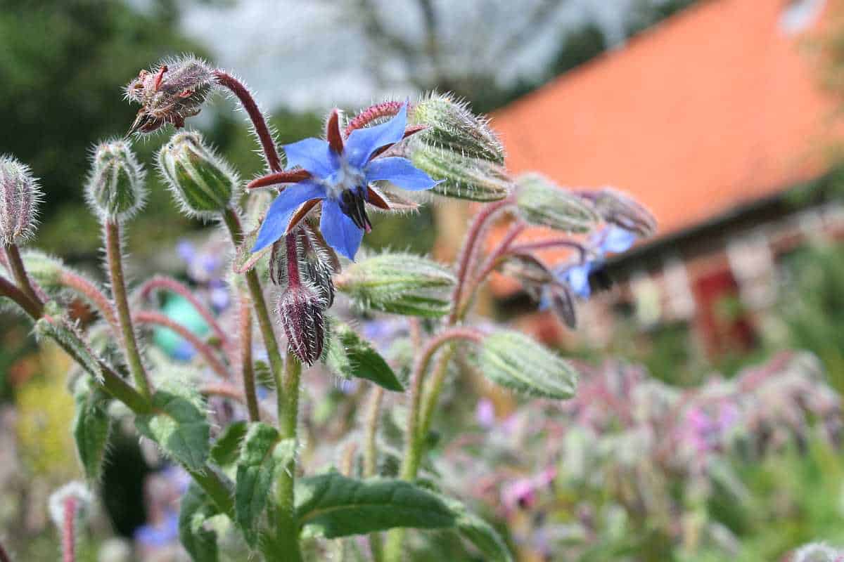 Mit Borretsch räuchern