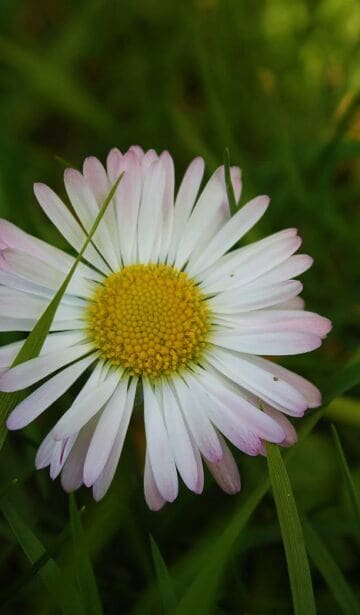 Das Gänseblümchen in der Weissagung
