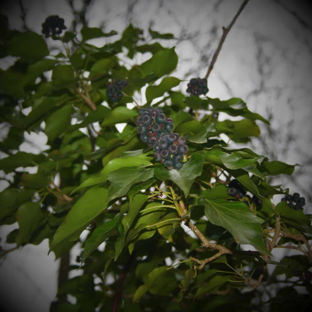 Efeubeeren