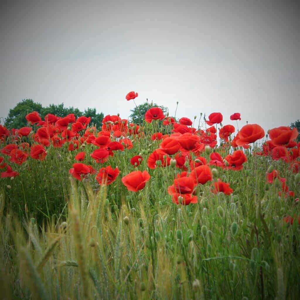 Der Klatschmohn in der Pflanzenweissagung