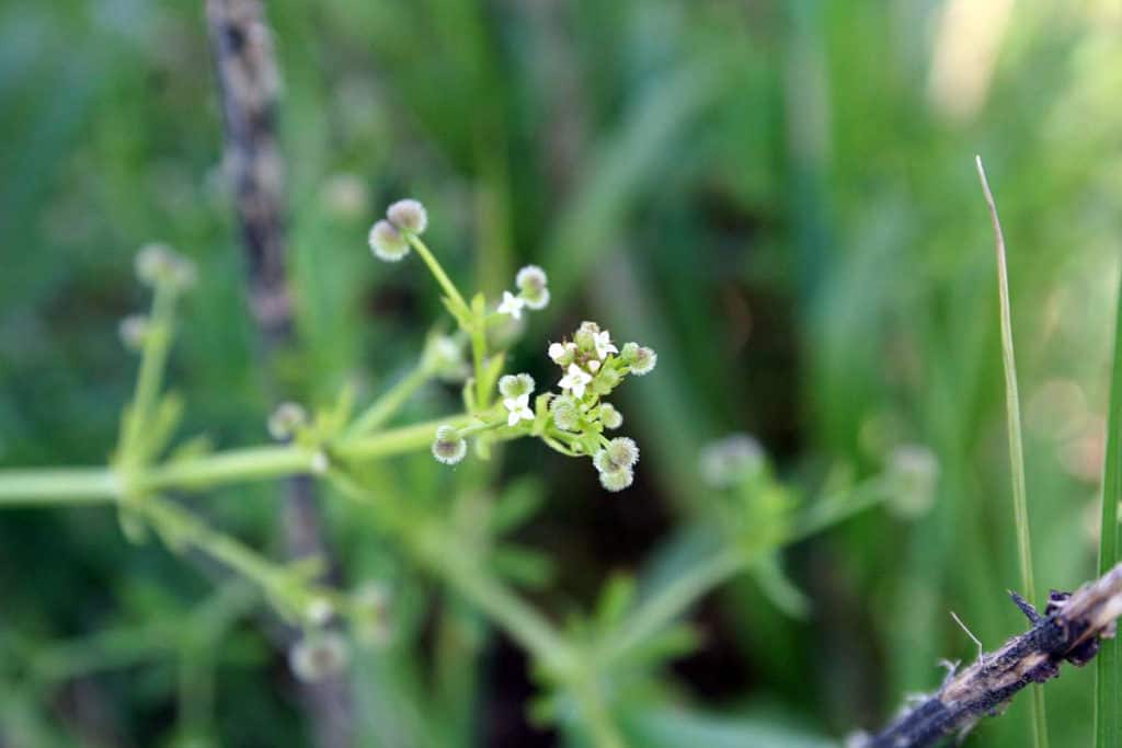 Klettenlabkrautblüte