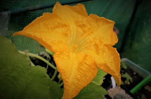 Ausgebackene Kürbisblüten | Sommerküche