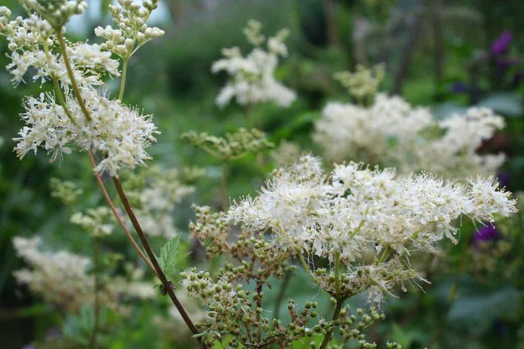 Pflanzen-Steckbrief Mädesüss