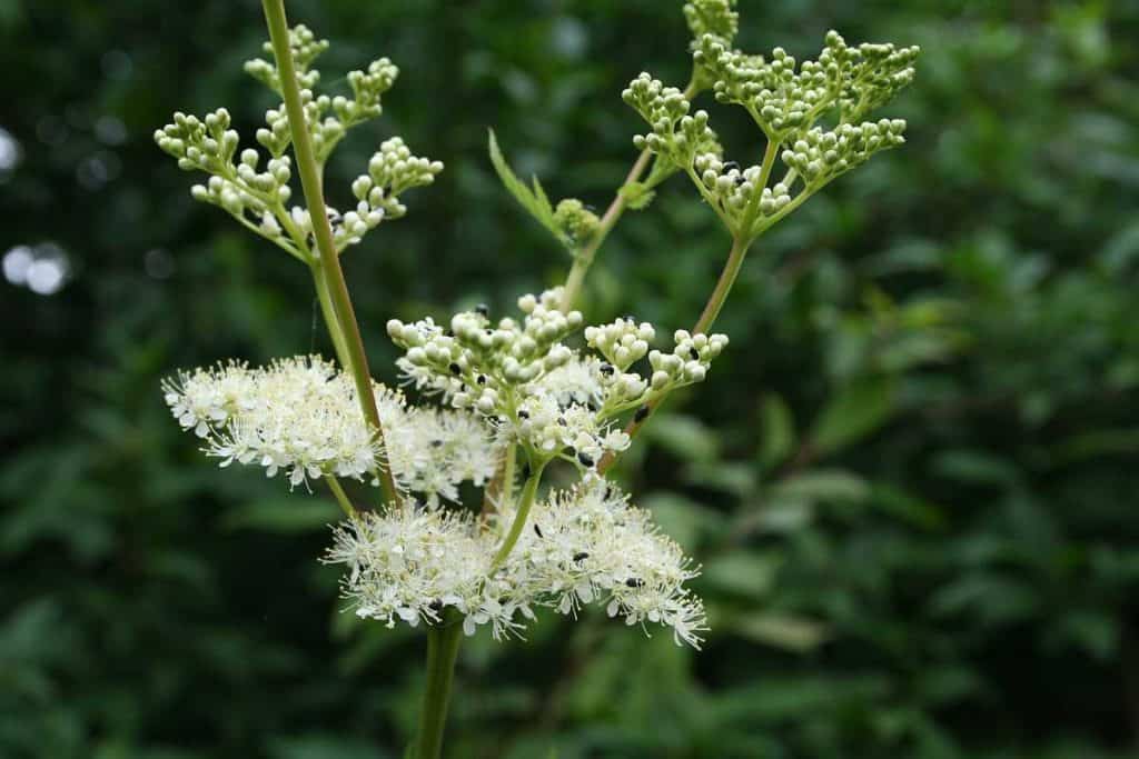 Mädesüssblüten