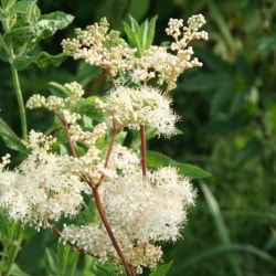 Wie wurde das Mädesüss verwendet?