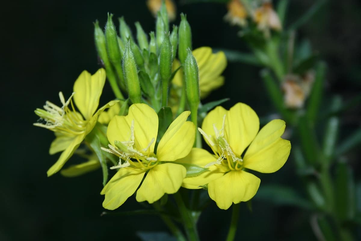 Blüte der Nachtkerze