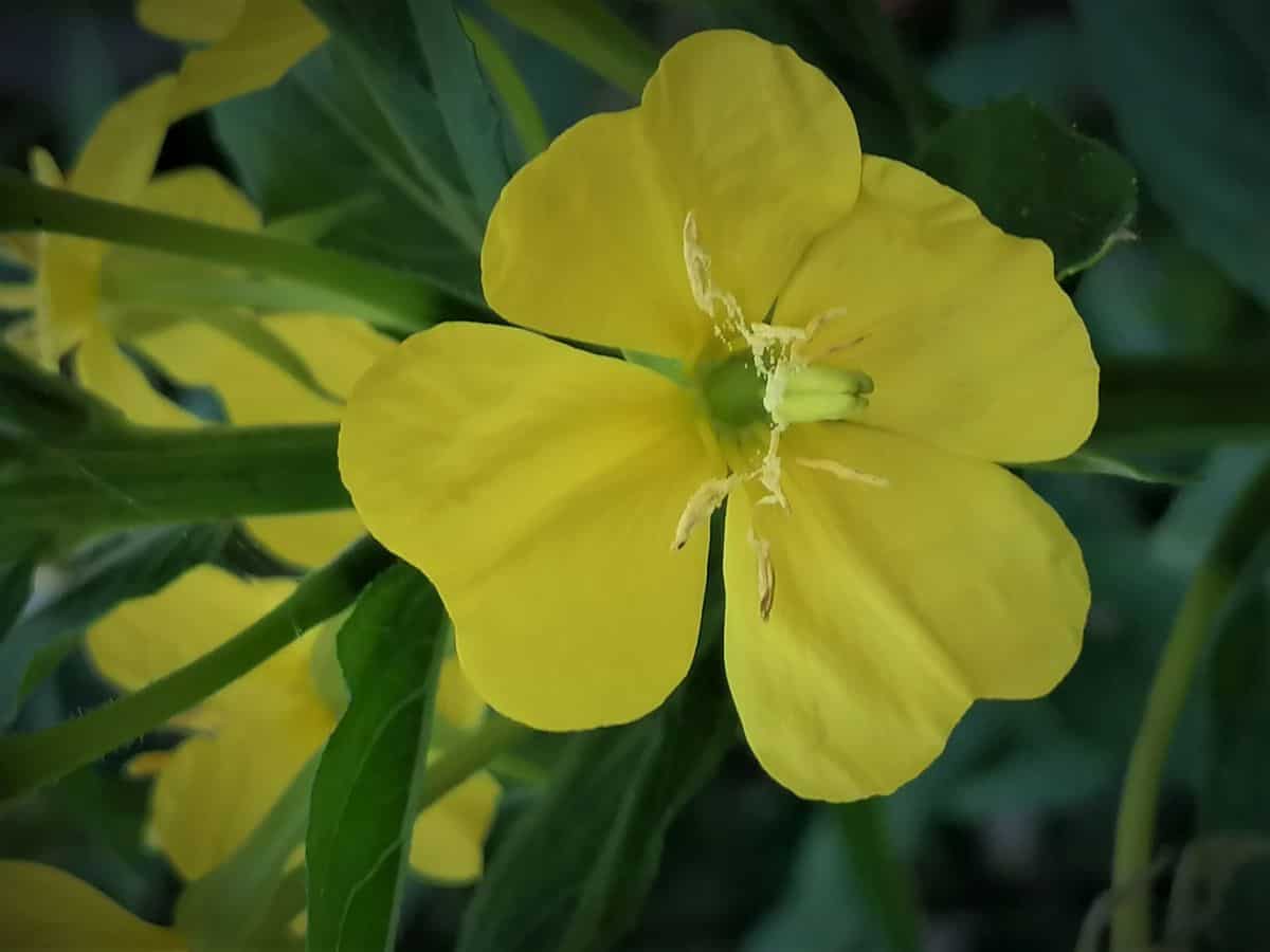 Nachtkerzenblüte