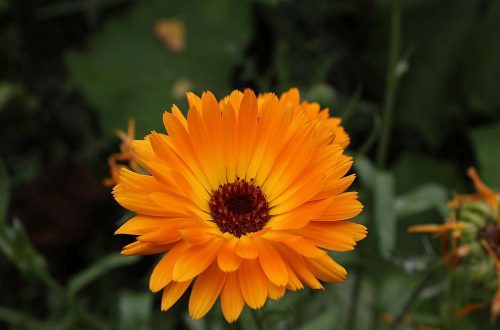 Pflanzen-Steckbrief: Die Ringelblume