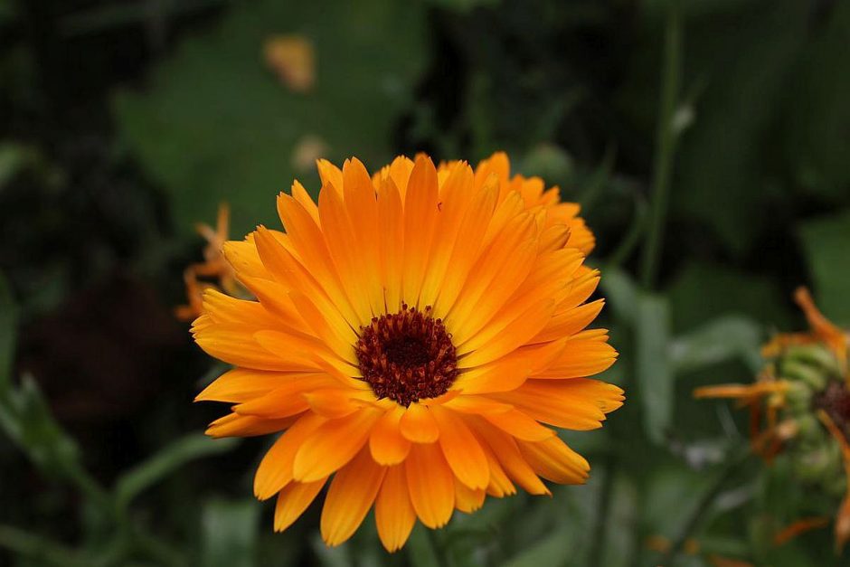 Die Ringelblume im Garten