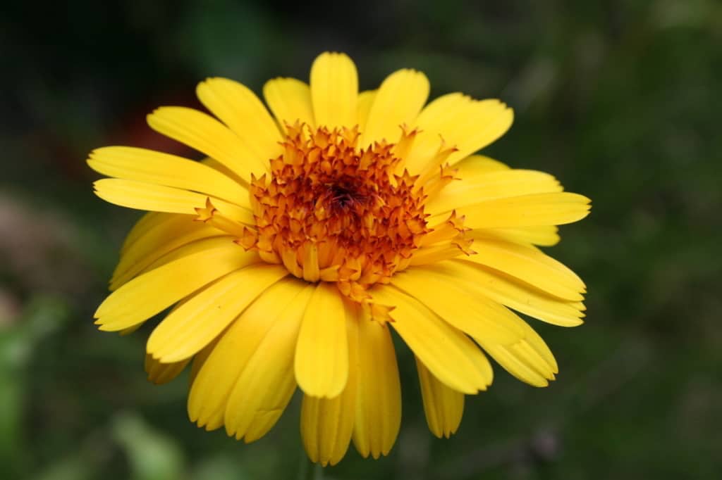 Ringelblume