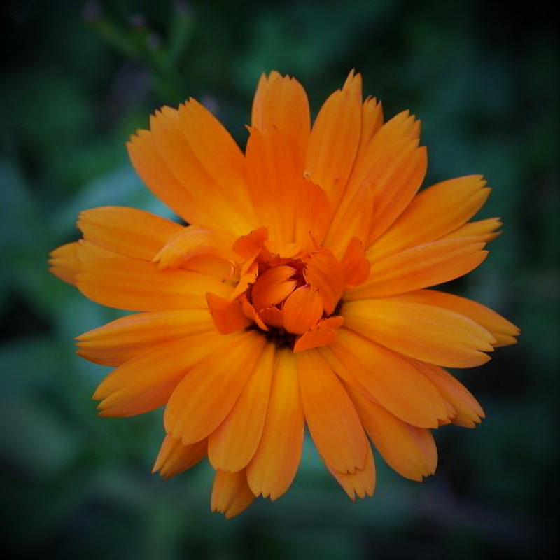Die Ringelblumenblüte