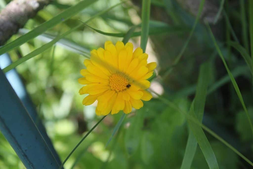 Ringelblume
