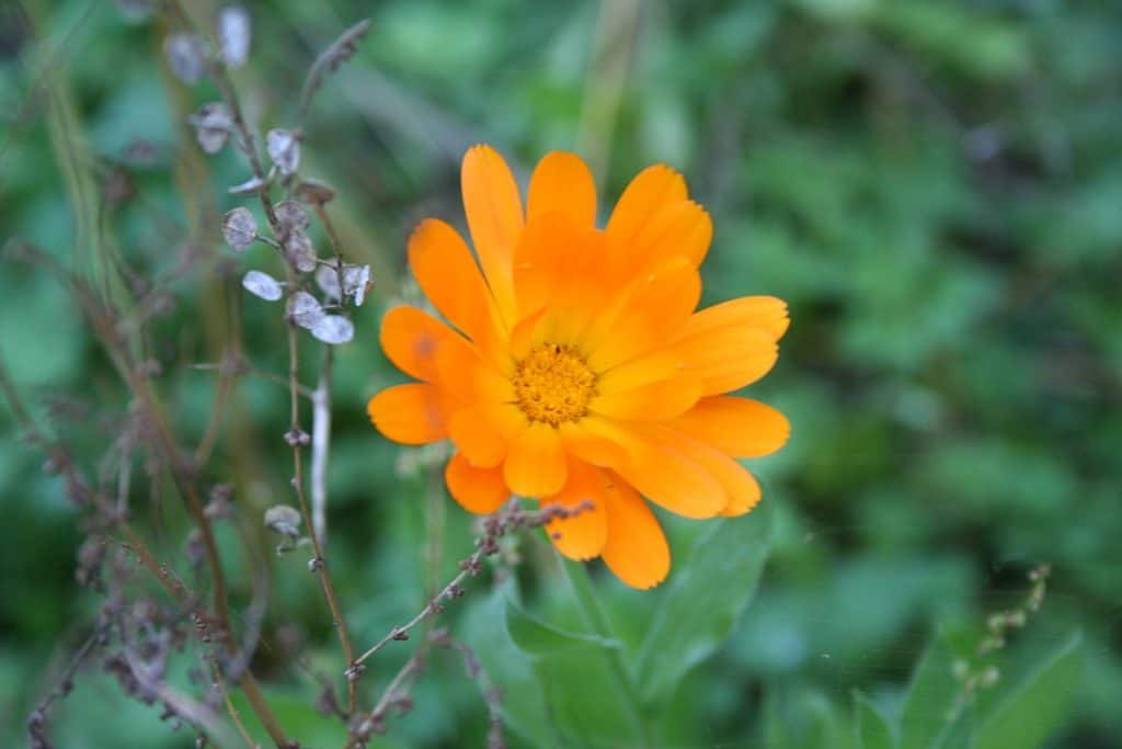 Ringelblume