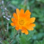 Ringelblume