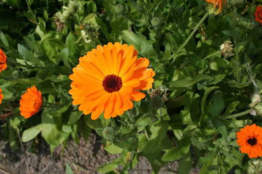 Ringelblume