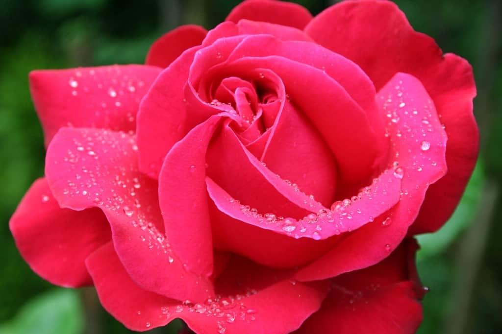 Rote Rosen in der Herbst-tagundnachtgleiche
