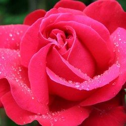 Rote Rosen in der Herbst-tagundnachtgleiche