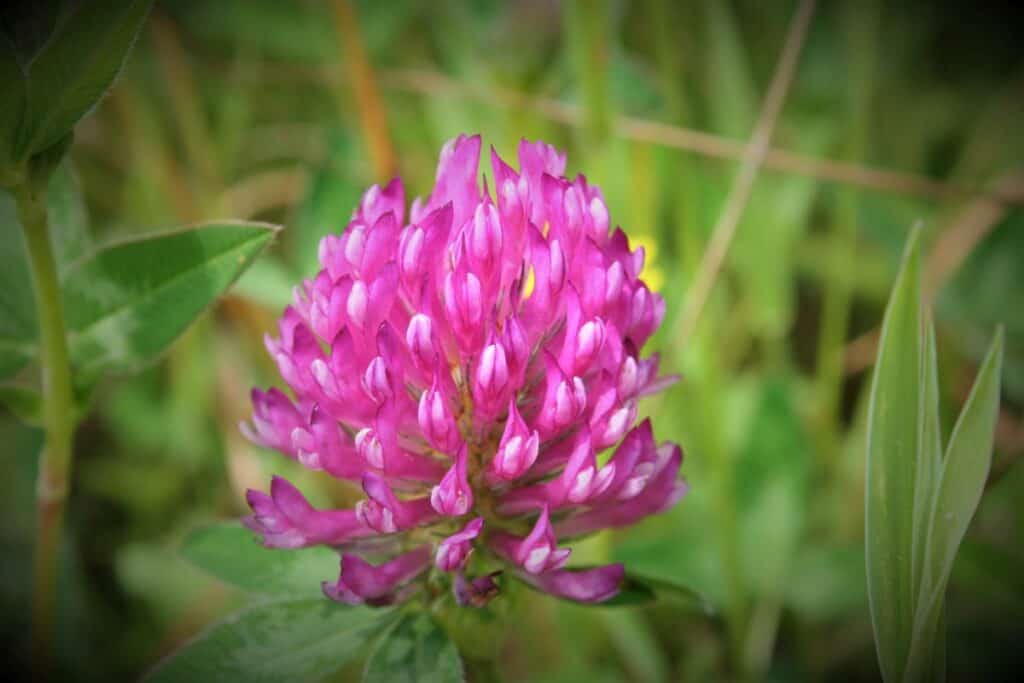 Rotkleeblüten-Gelee