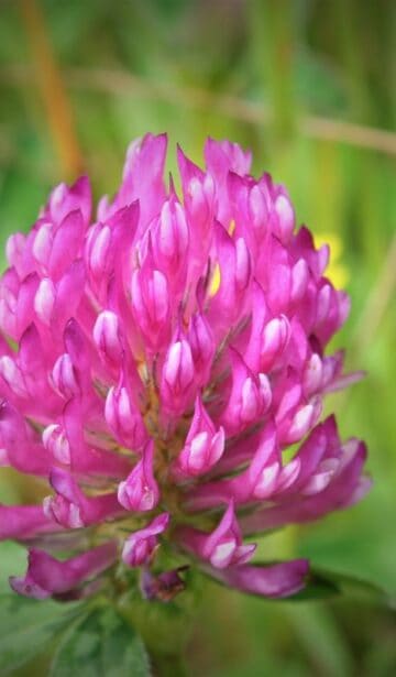 Rotkleeblüten-Gelee